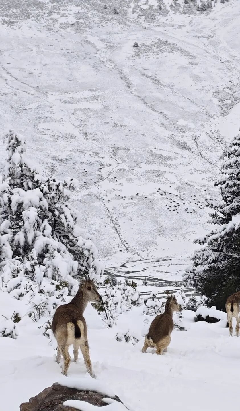 白扎盐田雪景